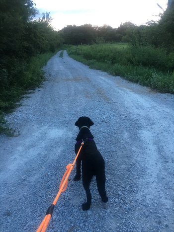 Black Labrador looking down a country road